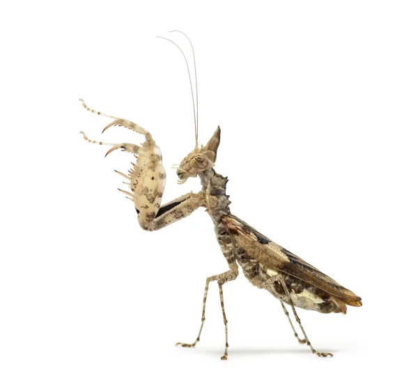 雌螳螂，Ceratomantis saussurii 上白色, 孤立 — 图库照片