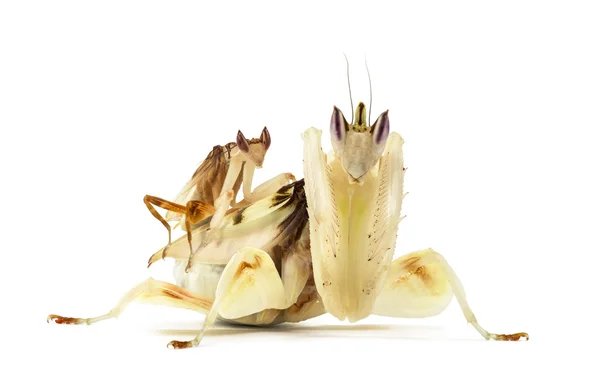 Adulto macho e fêmea orquídea mantis isolado em branco — Fotografia de Stock