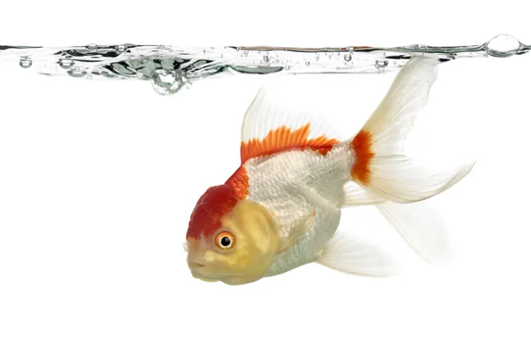 Side view of a lion's head goldfish isolated on white — Stock Photo, Image