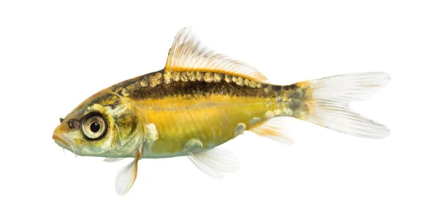 白で隔離黄色い鯉の側面図 — ストック写真