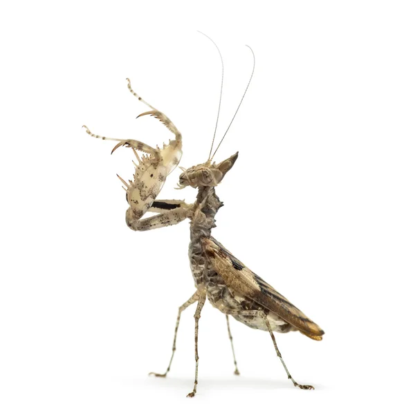 Kvinnliga praying mantis, Ceratomantis saussurii, isolerade på vit — Stockfoto
