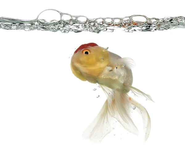 Lion's head goldfish swimming isolated on white — Stock Photo, Image