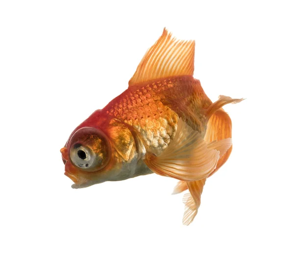 Вид збоку золота рибка у воді, islolated на білому — стокове фото