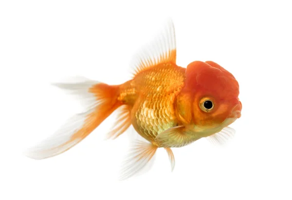 Bir aslanın baş goldfish beyaz izole yan görünüm — Stok fotoğraf