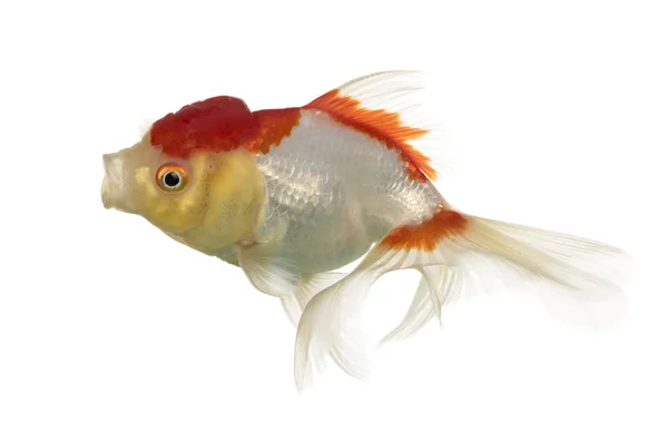 Cabeça de leão goldfish abertura boca isolada em branco — Fotografia de Stock