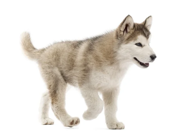 Alasca Malamute filhote de cachorro andando isolado no branco — Fotografia de Stock