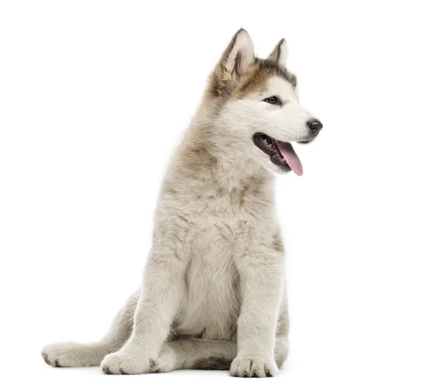 座っていると、あえぎは、白で隔離アラスカン ・ マラミュートの子犬 — ストック写真