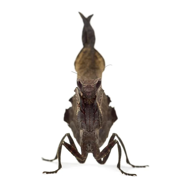 Mantises de folhas mortas - Acanthops Sp - isolado em branco — Fotografia de Stock