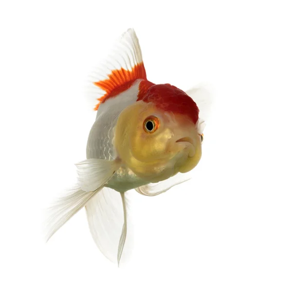 Левову голову золотих рибок басейн ізольовані на білий — стокове фото