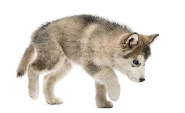Aljašský malamut štěně chůzi izolované na bílém — Stock fotografie