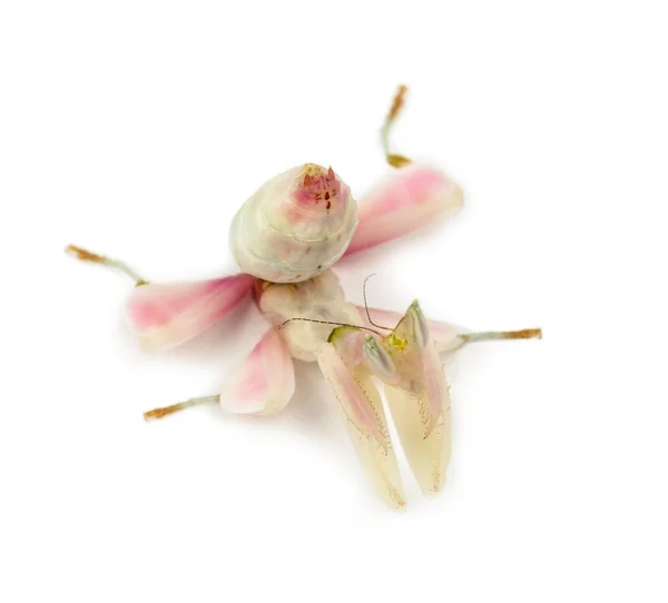 Mantis orante feminino, mantis orquídea, isolado em branco — Fotografia de Stock