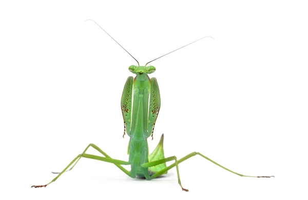 Mantis religiosa masculina Macromantis ovalifolia, aislada en blanco —  Fotos de Stock