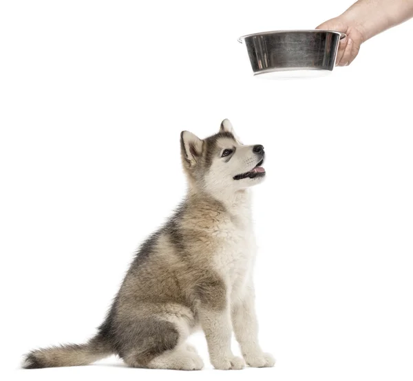 Sidovy av en Alaskan Malamute hundvalp med en skål — Stockfoto