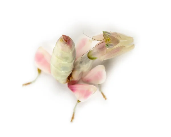 Female praying mantis, orchid mantis, isolated on white — Stock Photo, Image