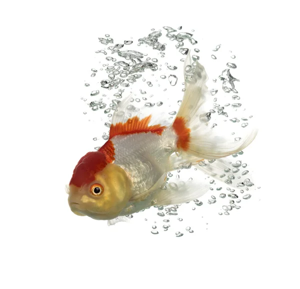 Side view of a diving lion's head goldfish — Stock Photo, Image