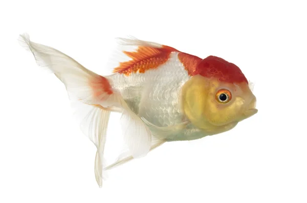 Side view of a lion's head goldfish isolated on white — Stock Photo, Image