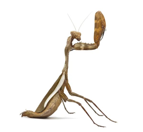 Praying mantis - Parasphendale sp reus - geïsoleerd op wit — Stockfoto