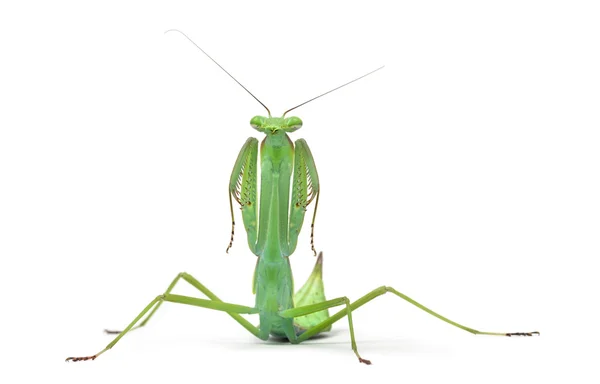 Male praying mantis - Macromantis ovalifolia, isolated on white — Stock Photo, Image