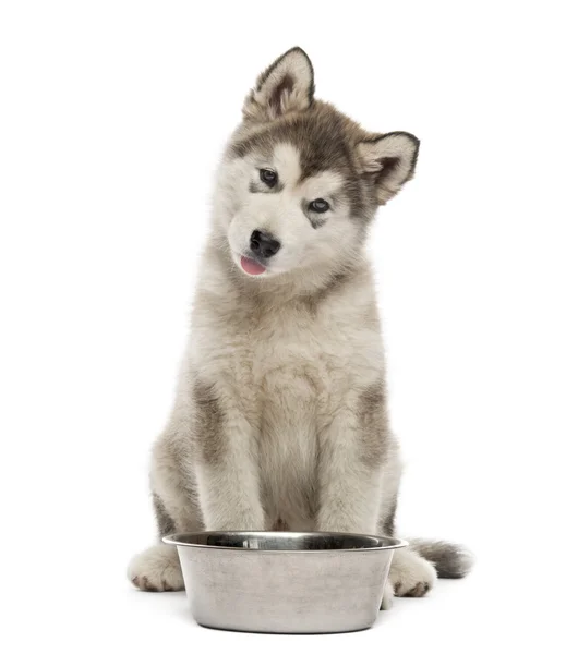 Alaskan Malamute hundvalp sitter med en skål som isolerad på vit — Stockfoto