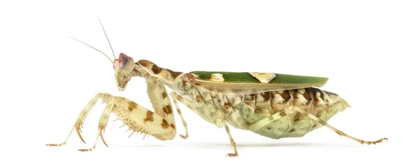 Yan görünümü üzerinde beyaz izole bir çiçek Mantis — Stok fotoğraf