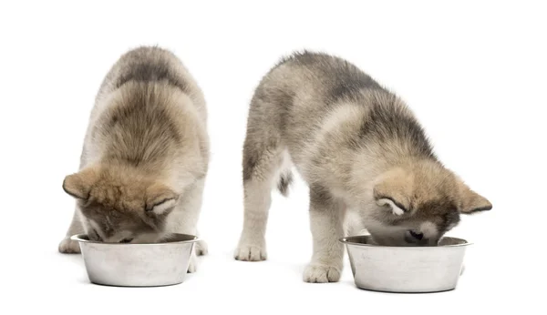 阿拉斯加雪橇犬幼犬喝酒的孤立上白 — 图库照片