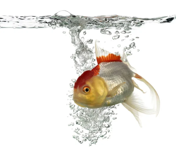 Peixe-dourado de cabeça de leão nadando isolado em branco — Fotografia de Stock