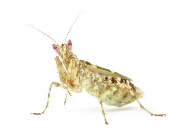 Mante fleurie femelle - Creobroter gemmatus, isolé sur blanc — Photo