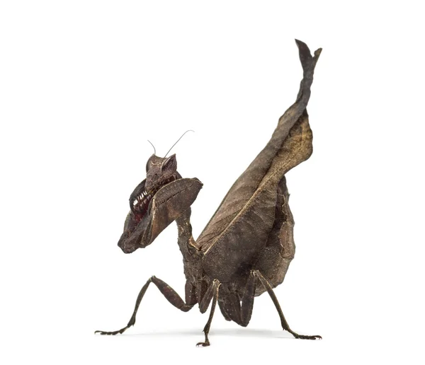 Mantises foglia morta - Acanthops Sp - isolato su bianco — Foto Stock