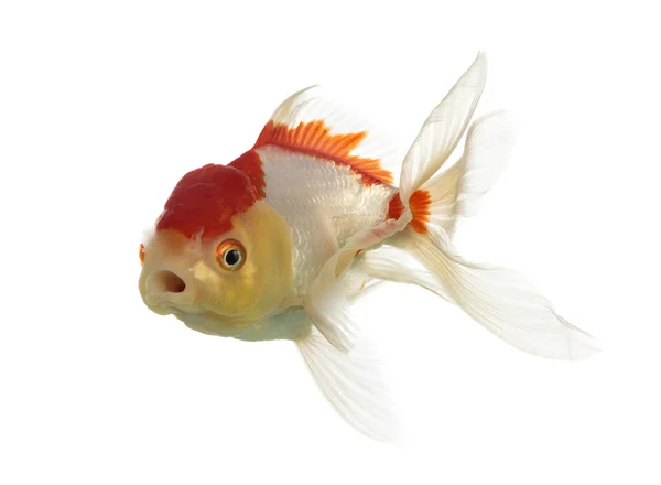 Cabeça de leão goldfish abertura boca isolada em branco — Fotografia de Stock