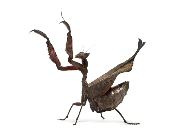 Mantis de hoja muerta - Acanthops Sp - aislado en blanco —  Fotos de Stock
