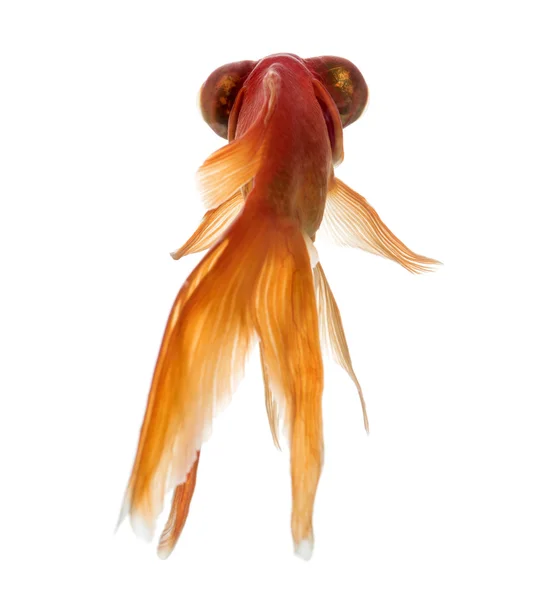 Back view of a Goldfish  islolated on white — Stock Photo, Image