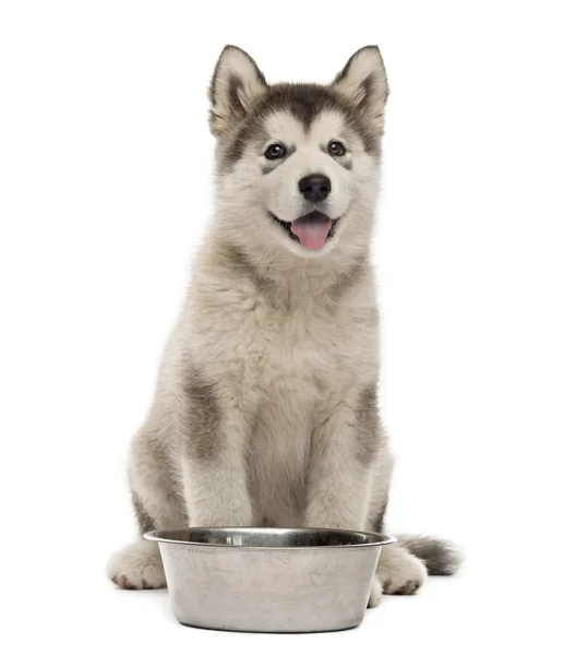 Alasca Malamute filhote sentado com uma tigela isolada em branco — Fotografia de Stock