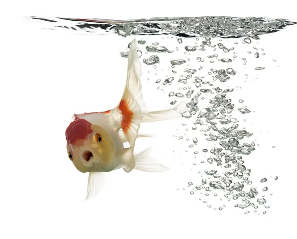 Side view of a diving lion's head goldfish — Stock Photo, Image
