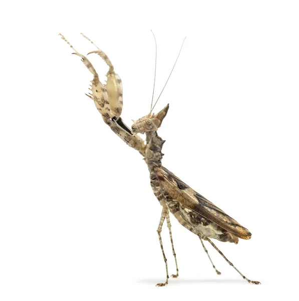 Γυναίκα προσεύχεται mantis, Ceratomantis saussurii, που απομονώνονται σε λευκό — Φωτογραφία Αρχείου