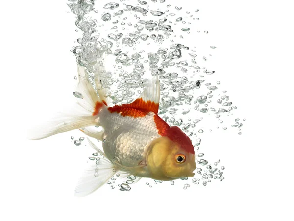 Side view of a diving lion's head goldfish — Stock Photo, Image