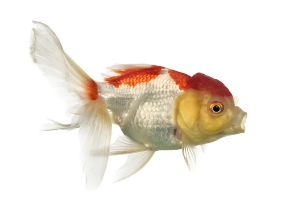 Вид збоку голови Лева золотої рибки, ізольовані на білому — стокове фото