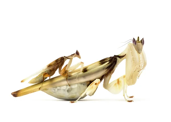 Vuxna manlig et kvinnliga orkidé mantis isolerad på vit — Stockfoto