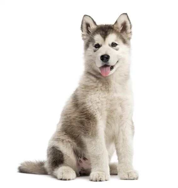 Alasca Malamute filhote de cachorro colando a língua para fora isolado em branco — Fotografia de Stock