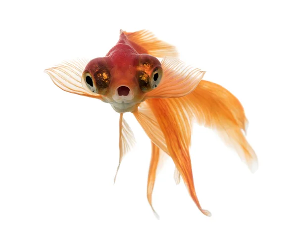 Front view of a Goldfish in water, islolated on white — Stock Photo, Image