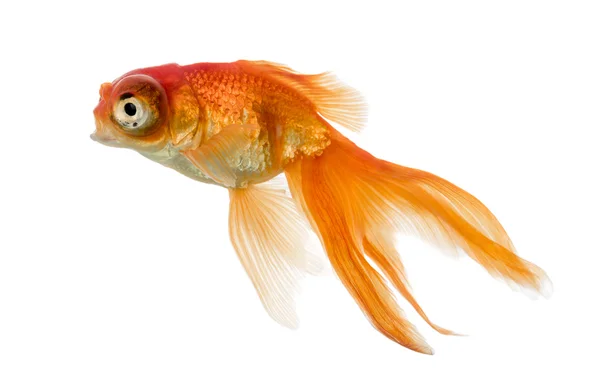 Vista laterale di un pesce rosso che nuota isolato sul bianco — Foto Stock