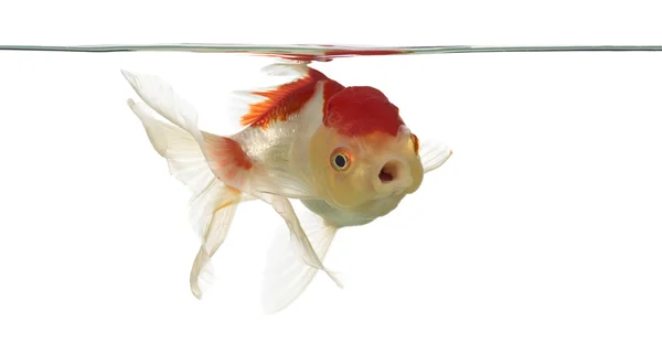 Aslan'ın baş goldfish beyaz izole ağız açma — Stok fotoğraf
