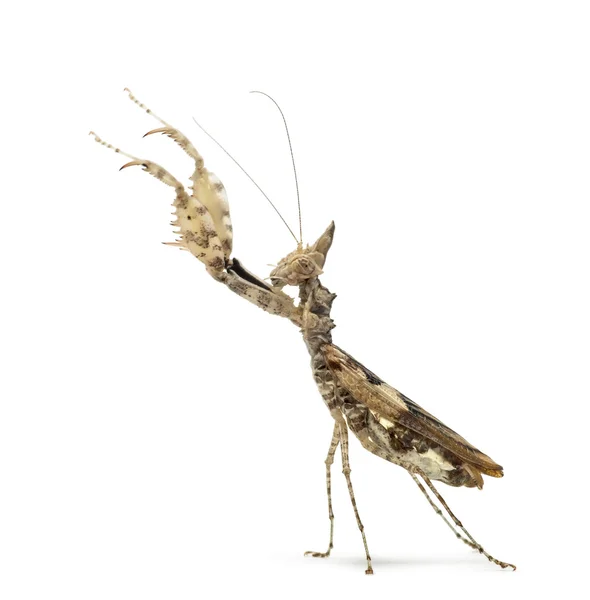 Vrouwelijke praying mantis, Ceratomantis saussurii, geïsoleerd op wit — Stockfoto