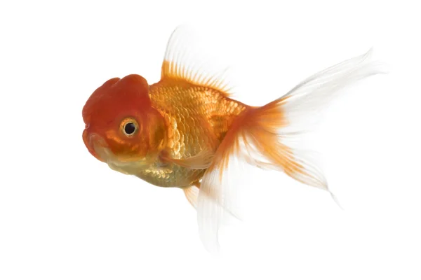 Bir aslanın baş goldfish Yüzme yan görünüm — Stok fotoğraf