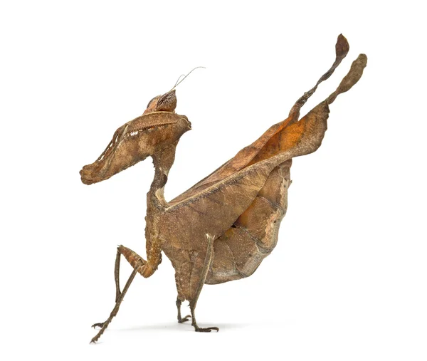 Dead leaf mantises - Acanthops Sp - isolated on white — Stock Photo, Image