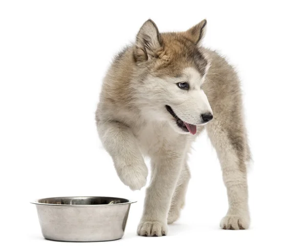 Alaskan Malamute cachorro con un bowl pawing up — Foto de Stock