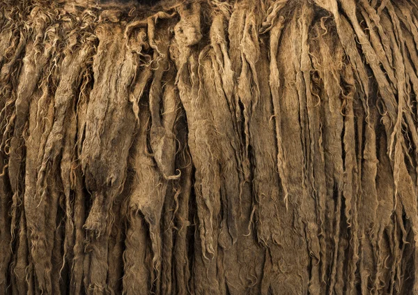 Λεπτομέρειες του Poitou γάιδαρος dreadlocks μαλλιών — Φωτογραφία Αρχείου