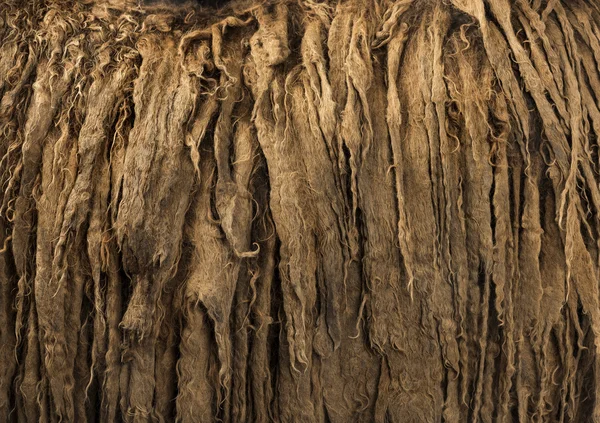 Details of a Poitou donkey dreadlocks hair — Stock Photo, Image