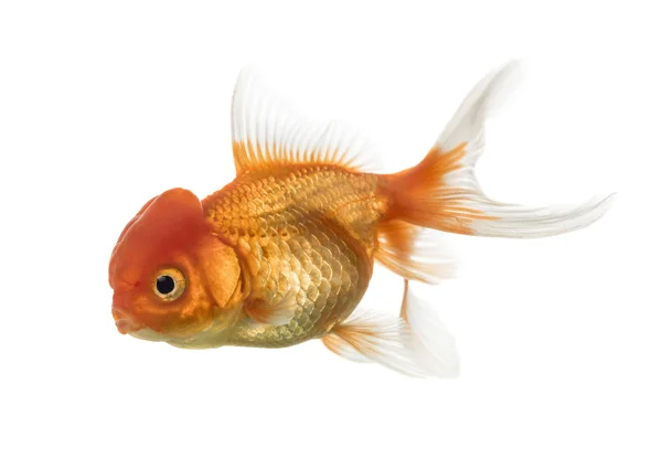 Widok z boku z goldfish głowa Lwa, na białym tle — Zdjęcie stockowe