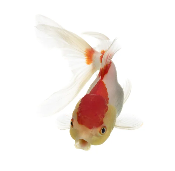 Widok z góry z goldfish głowa Lwa, na białym tle — Zdjęcie stockowe
