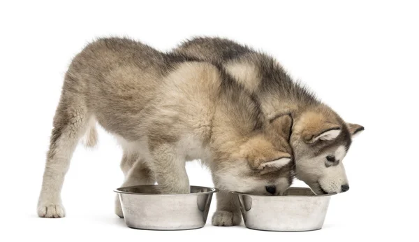 Alaskan Malamute cachorros beber aislado en blanco —  Fotos de Stock